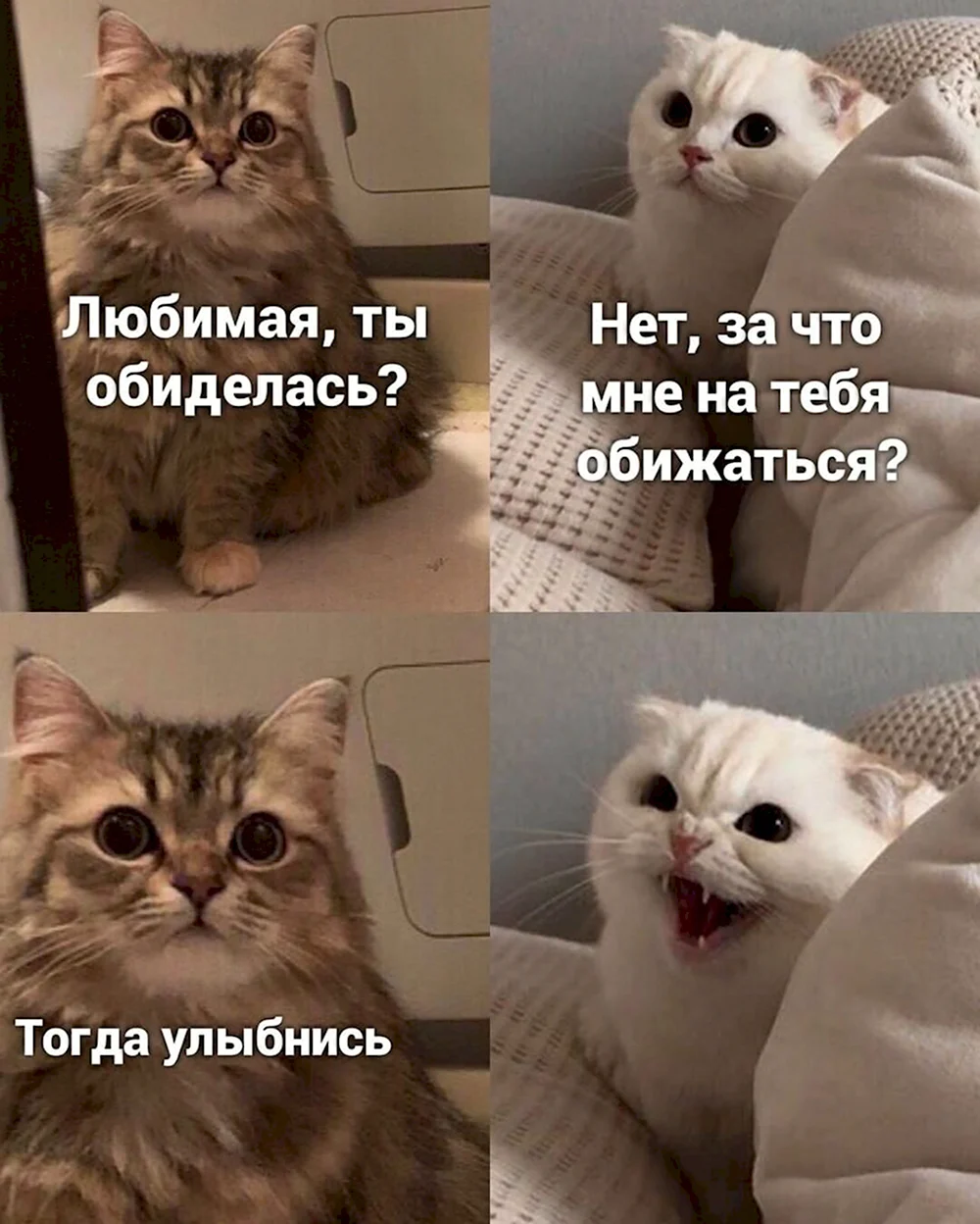 Кот Мем