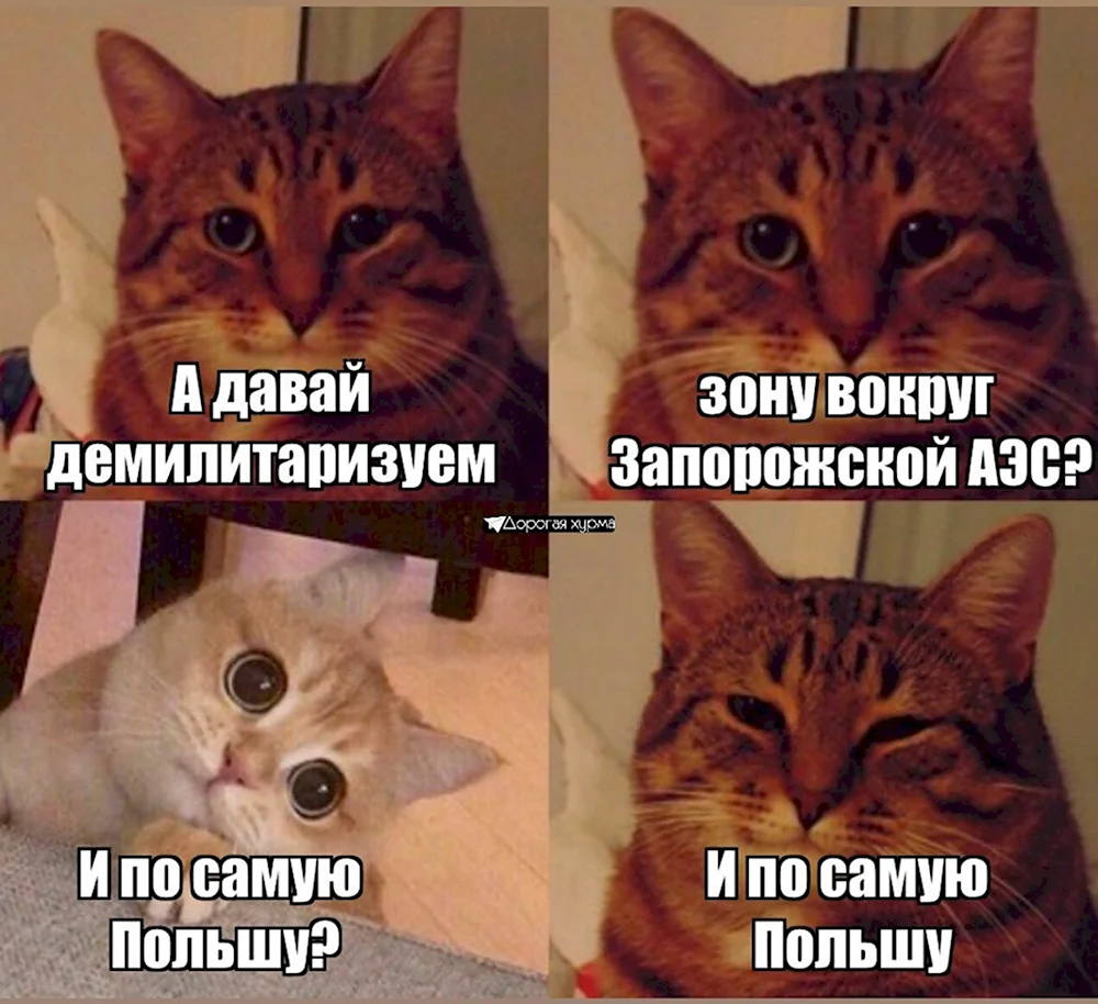 Кот Мем