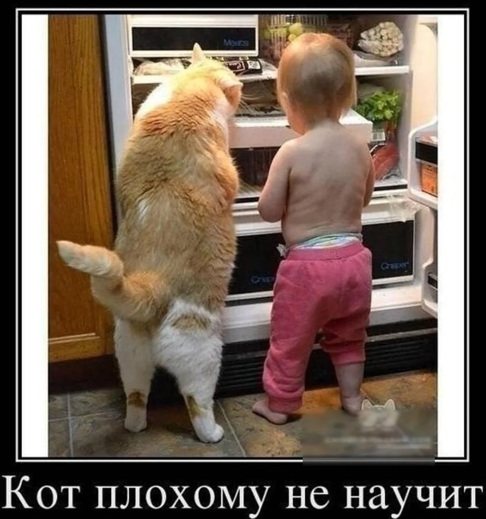 Кот плохому не научит