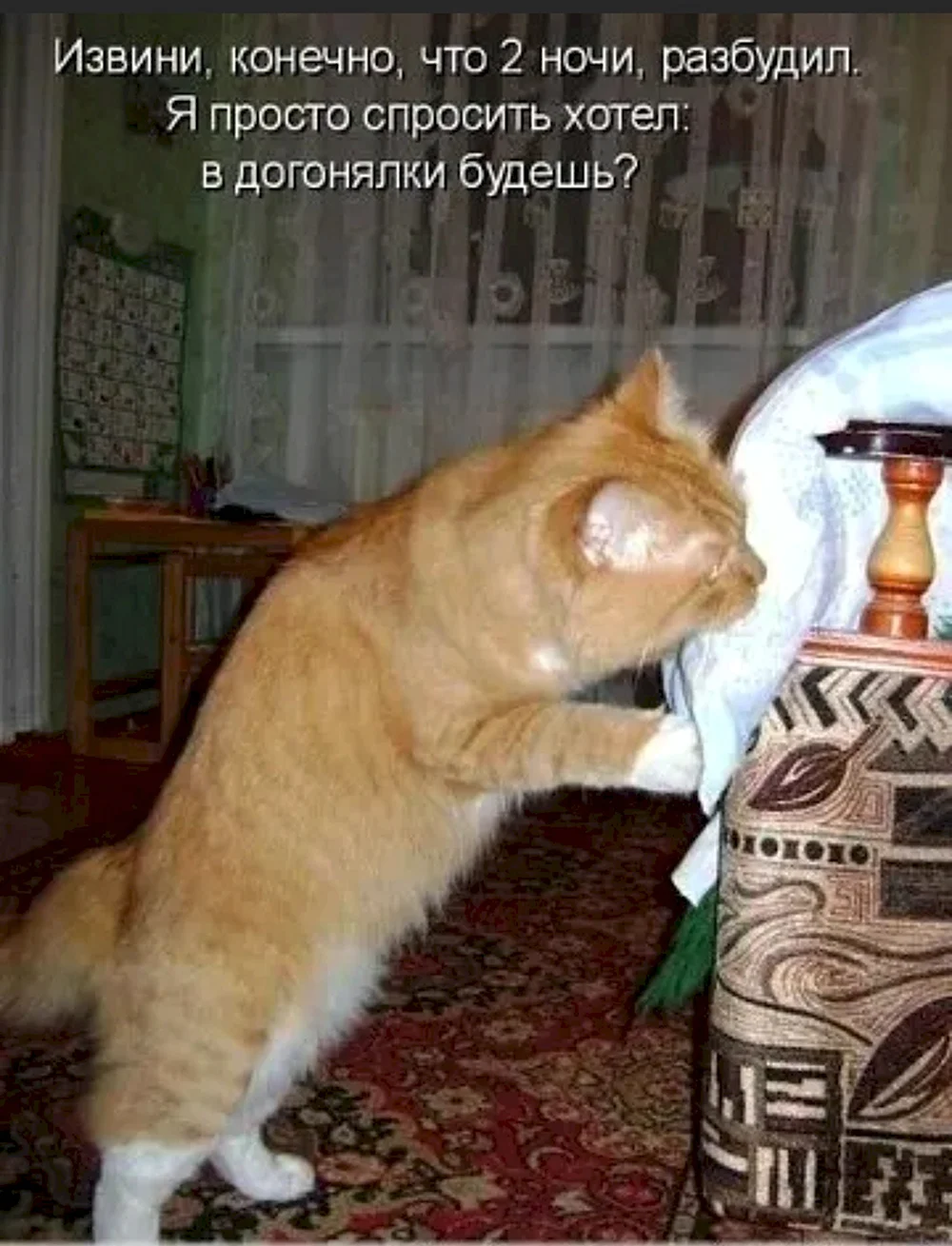 Кот пришел