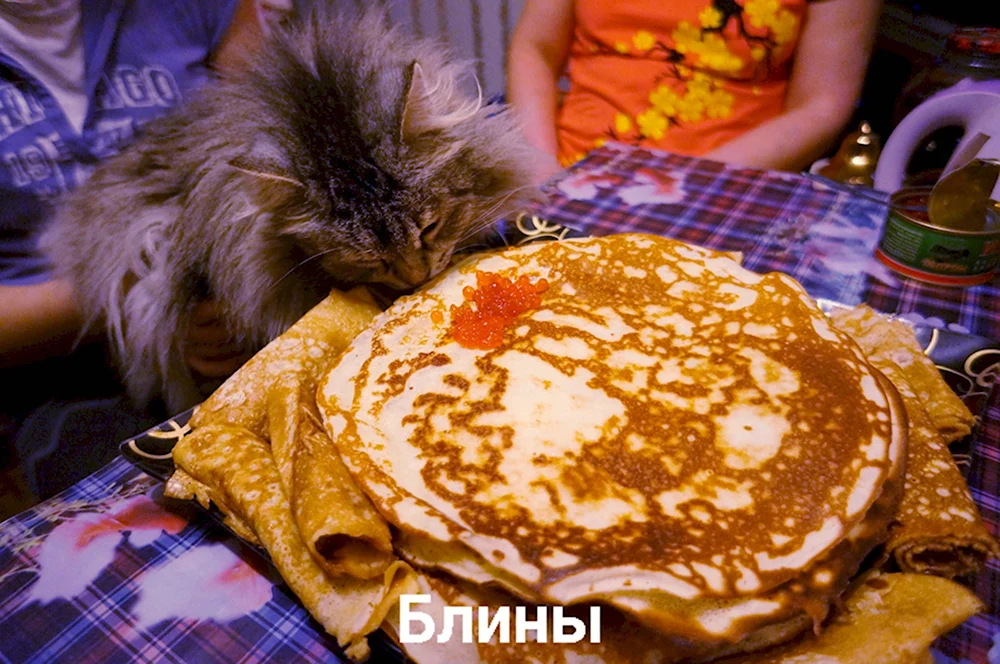 Кот с блинами