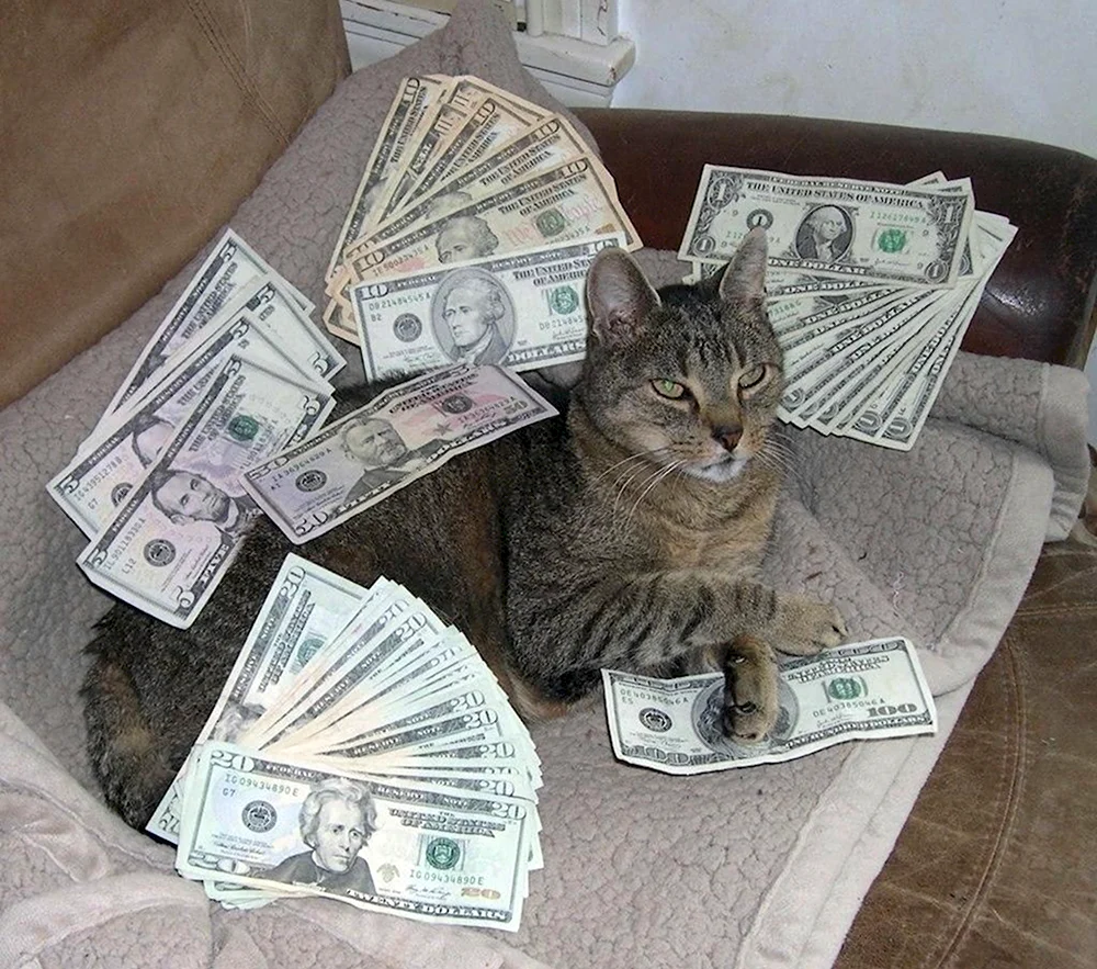 Кот с деньгами