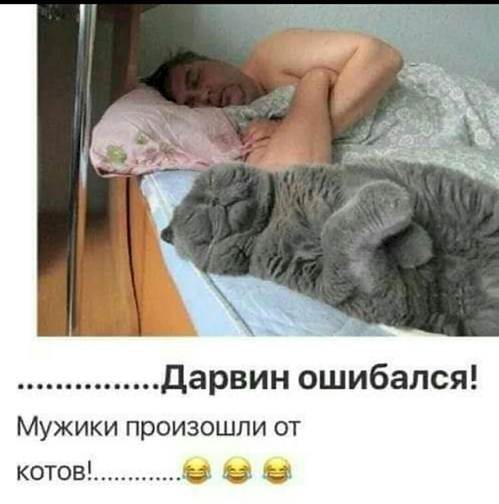 Кот спит юмор