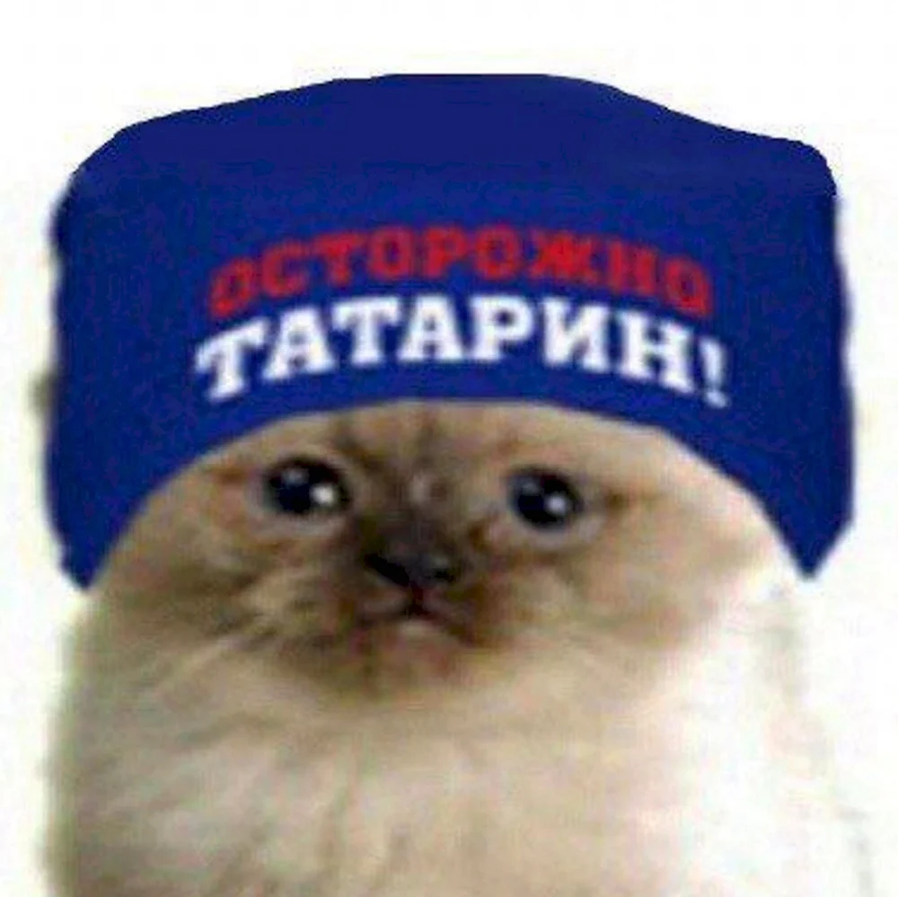 Кот татарин
