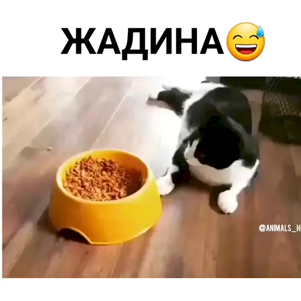 Кот жадина