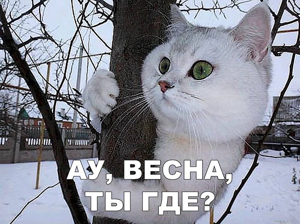 Кот ждет весну