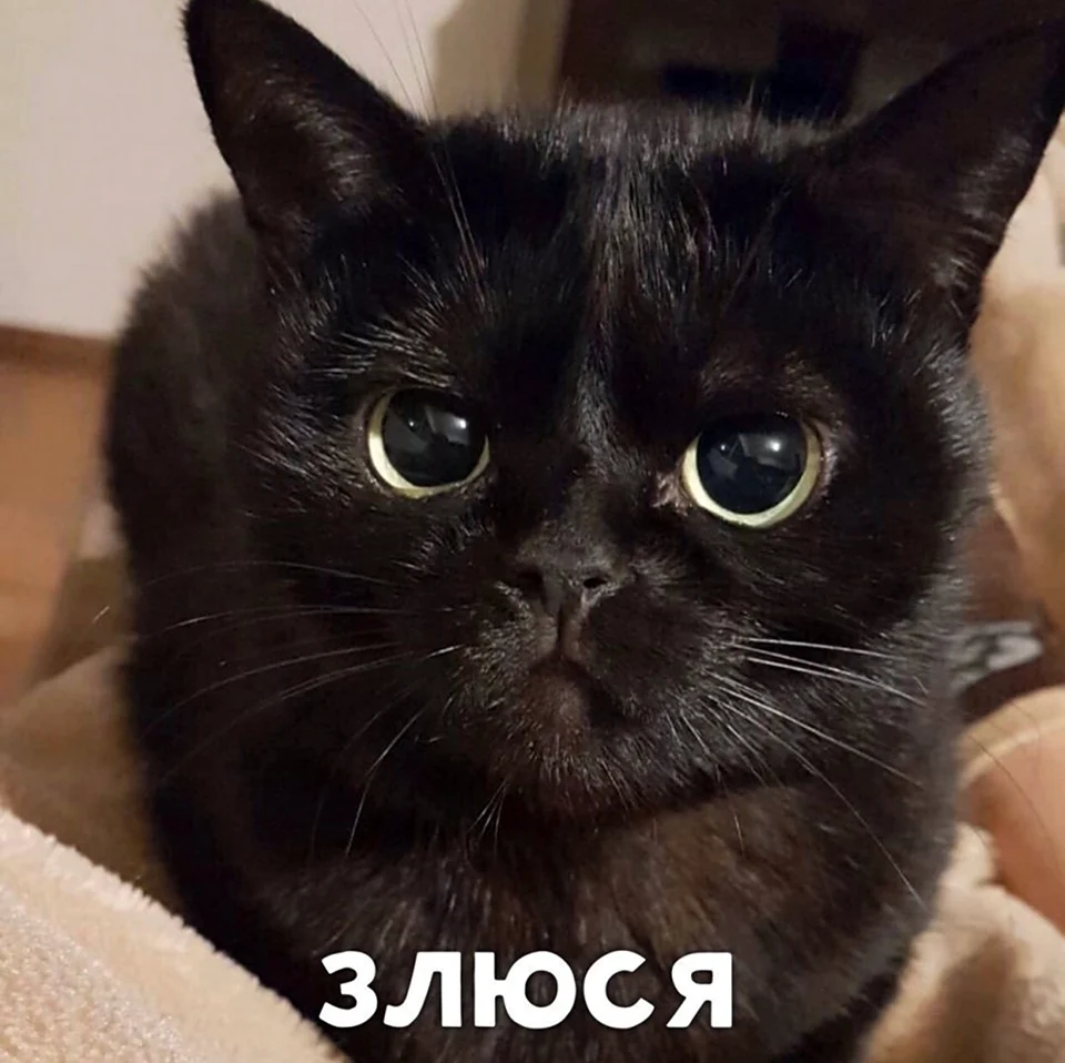 Кот злится Мем