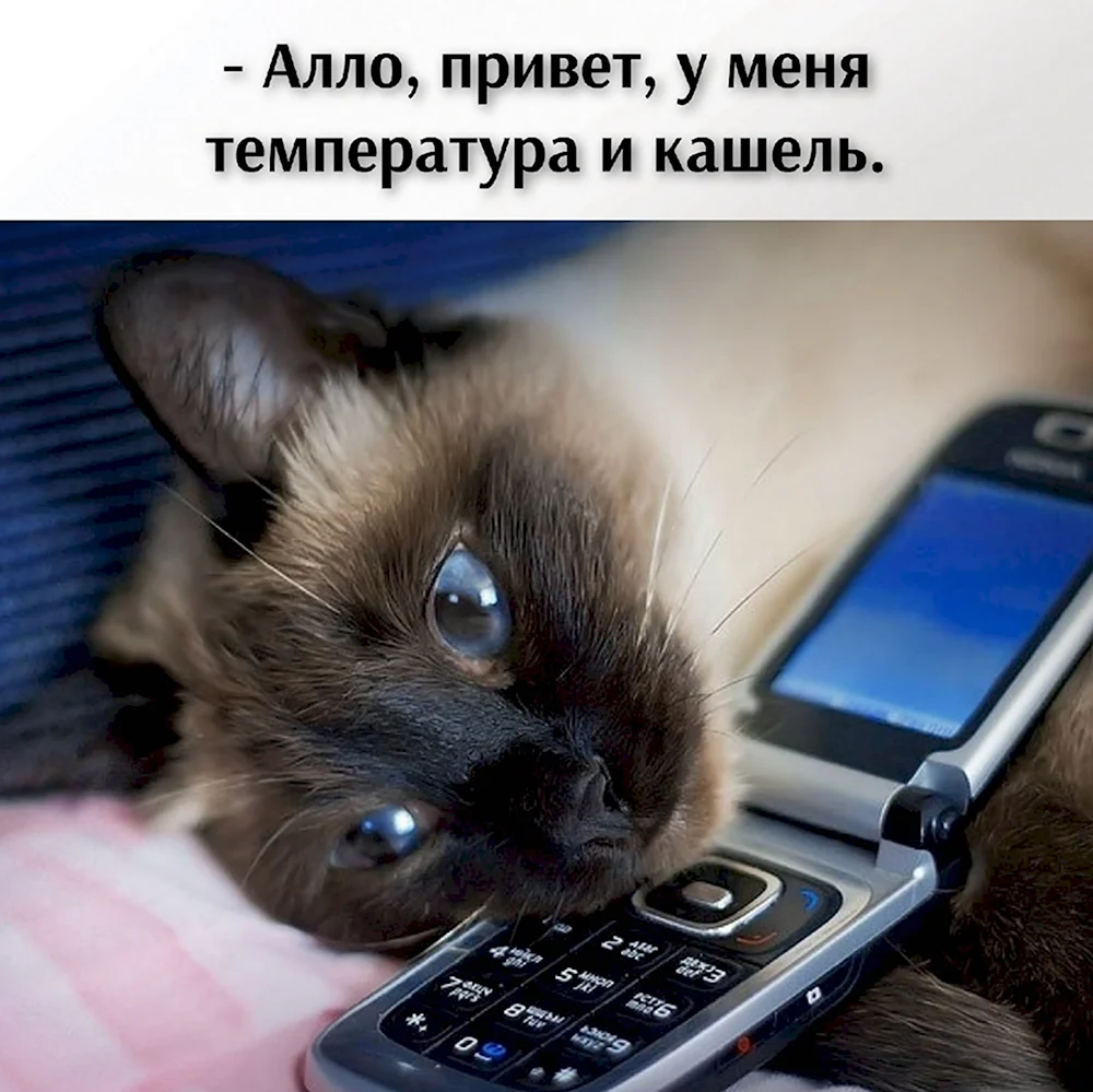 Котенок с телефоном