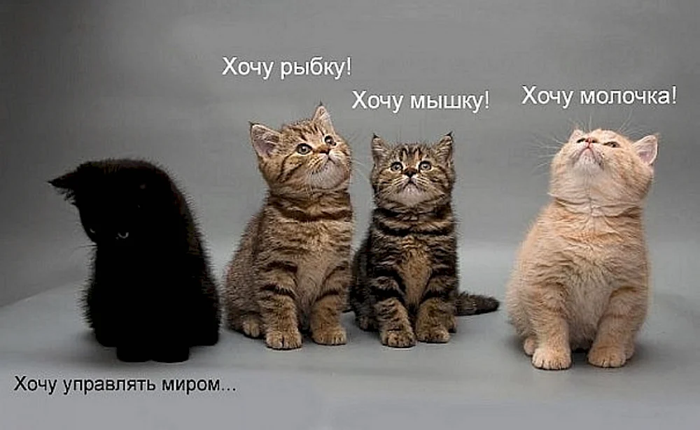 Котята хочу управлять миром