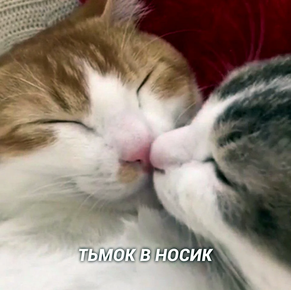 Котята лижутся