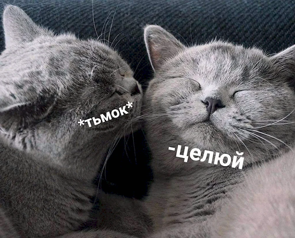 Котик чмок