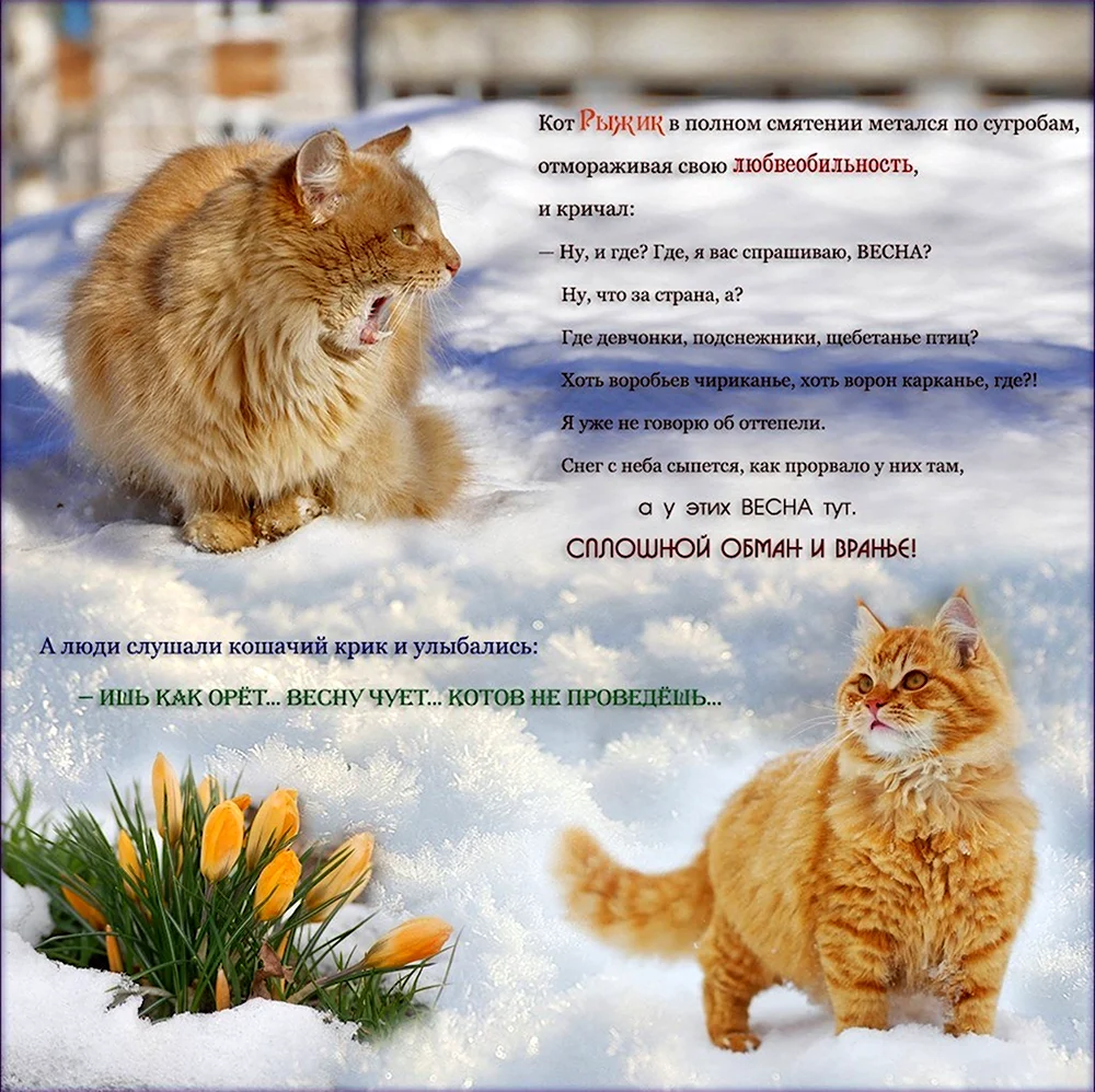 Котик и Весна стихи