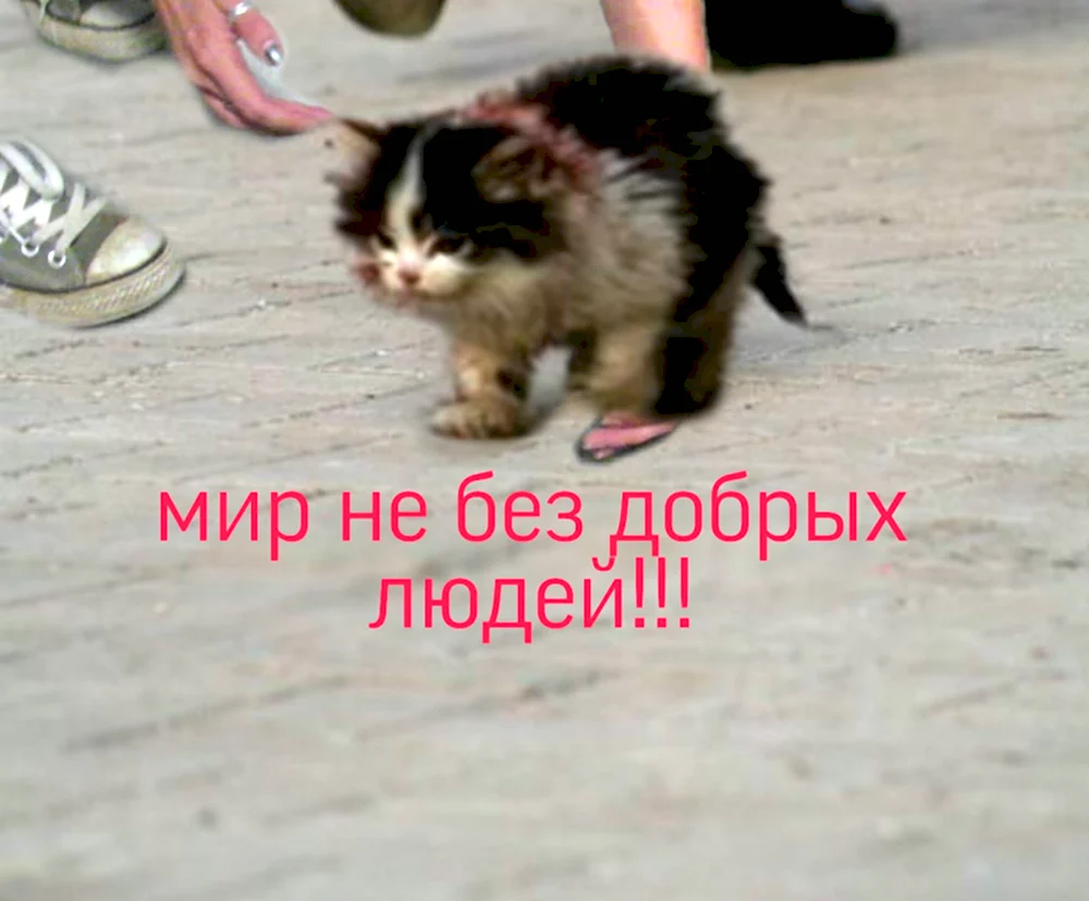 Котик маленький я выживу