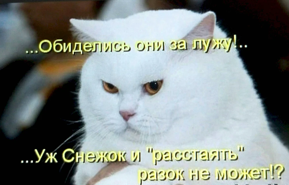 Котик обиделся с надписью