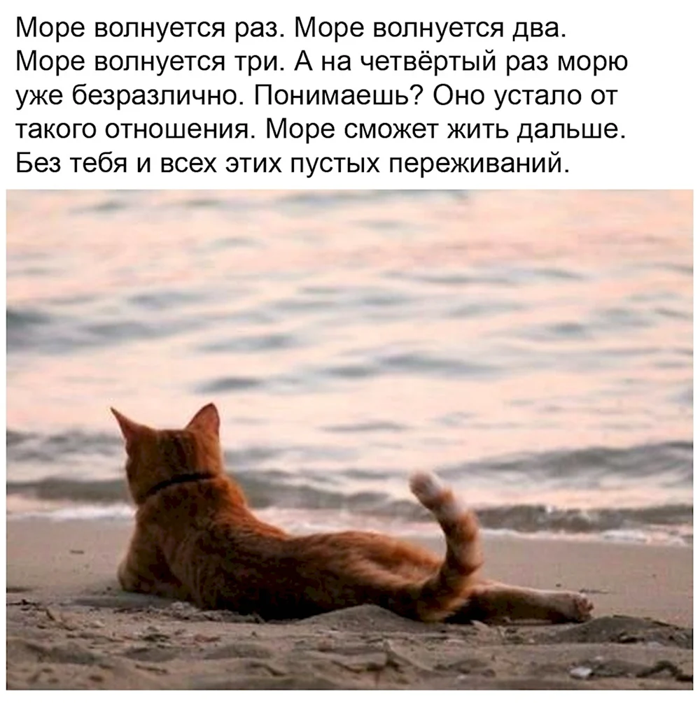 Котик отдыхает