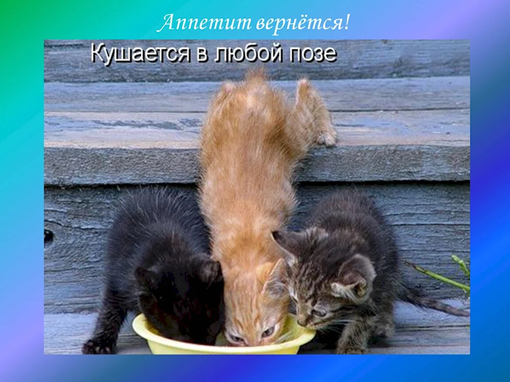 Котики демотиваторы