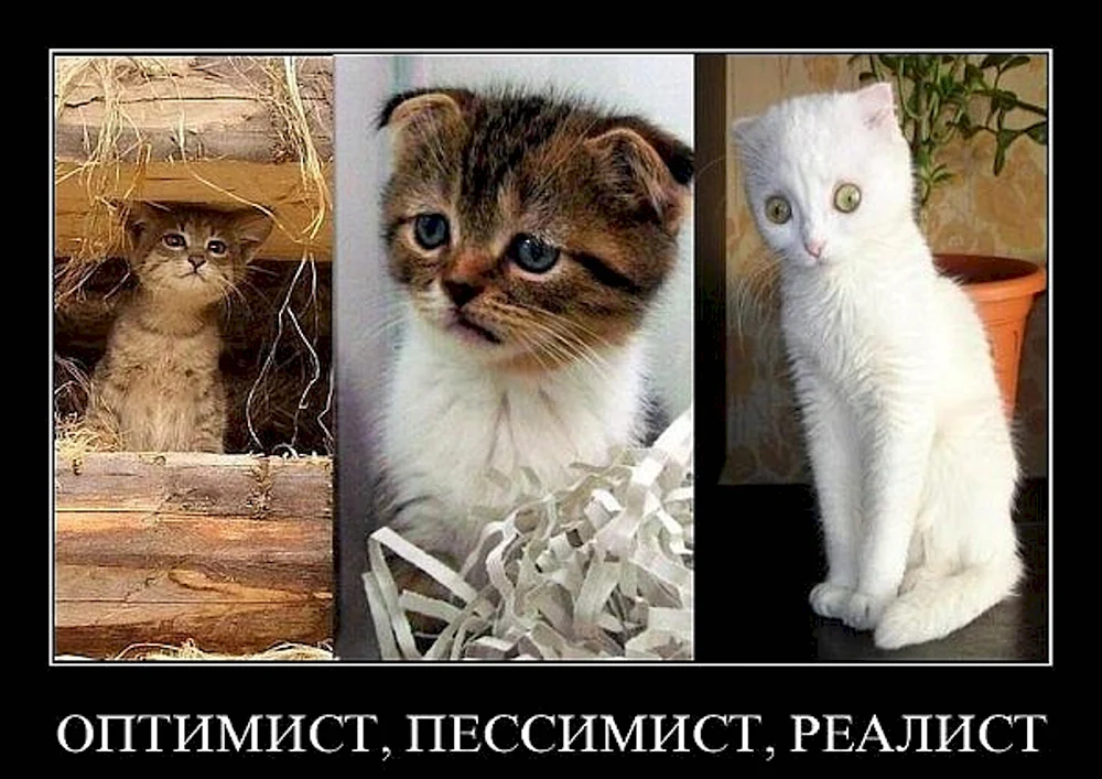 Котики демотиваторы