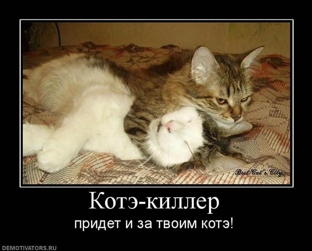 Котики демотиваторы