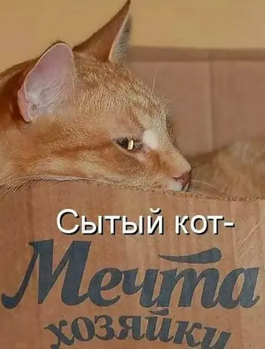 Котики с надписями