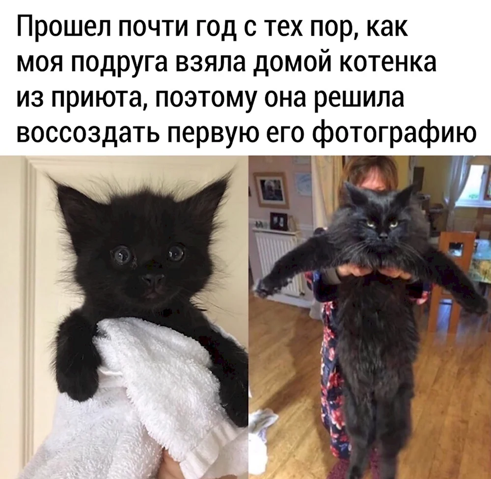 Котики с надписями смешными Наташа