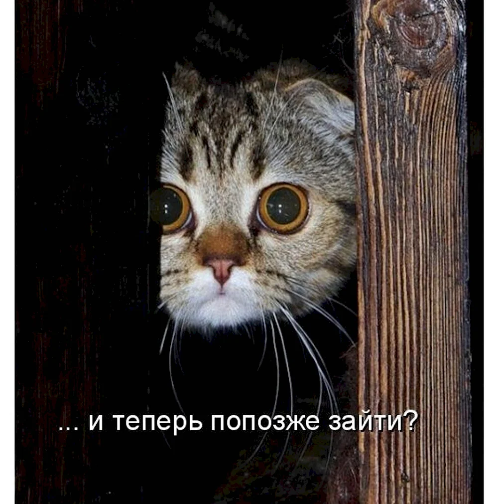 Котики с подписями