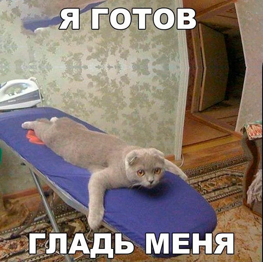 Котики смешные с надписями до слез