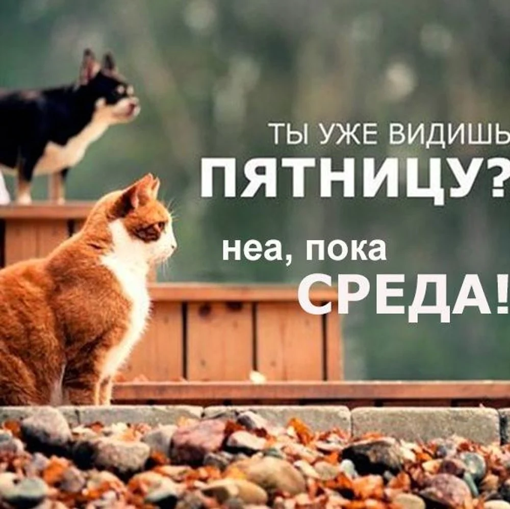 Котики среда