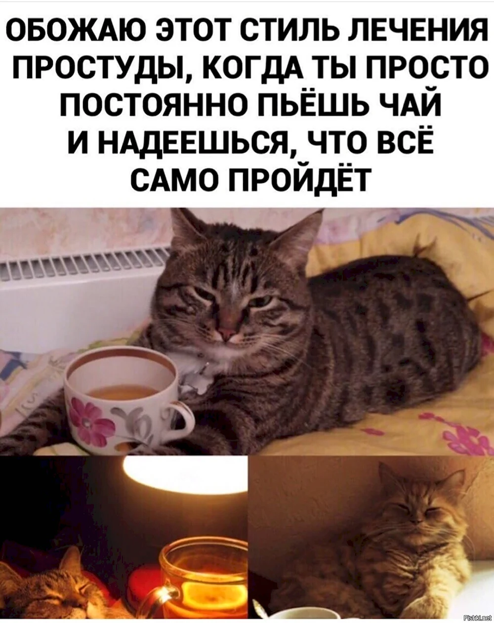 Котомемы смешные