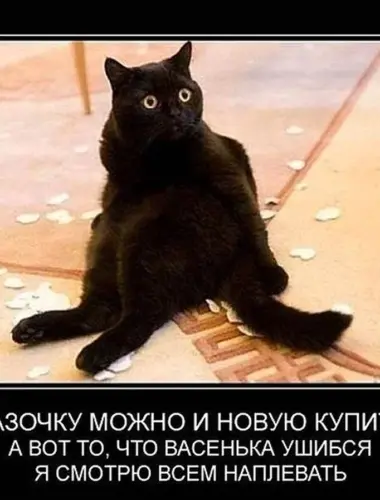 Коты демотиваторы