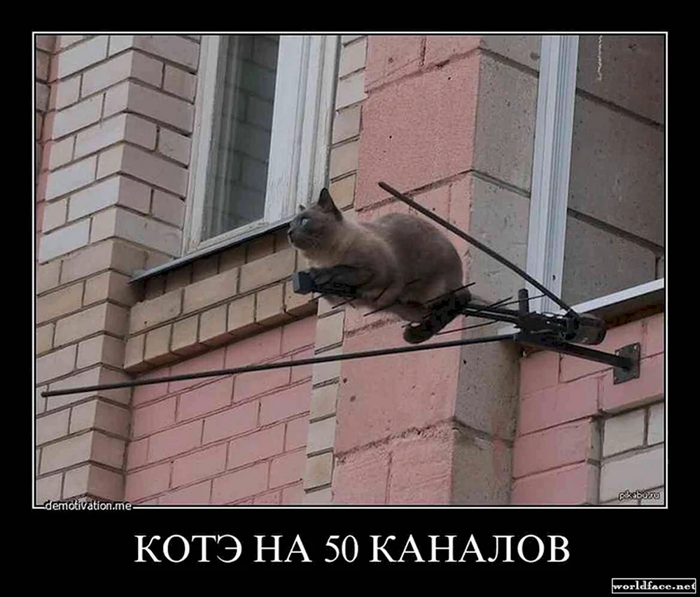 Коты демотиваторы