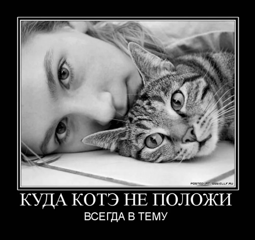 Коты демотиваторы