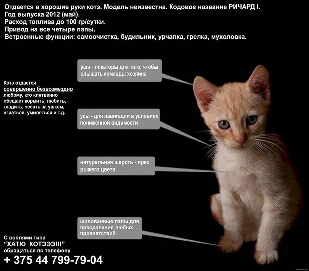 Коты демотиваторы