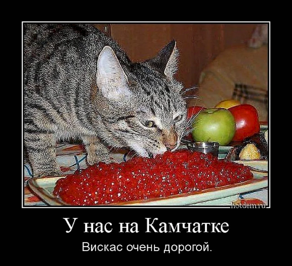 Коты демотиваторы