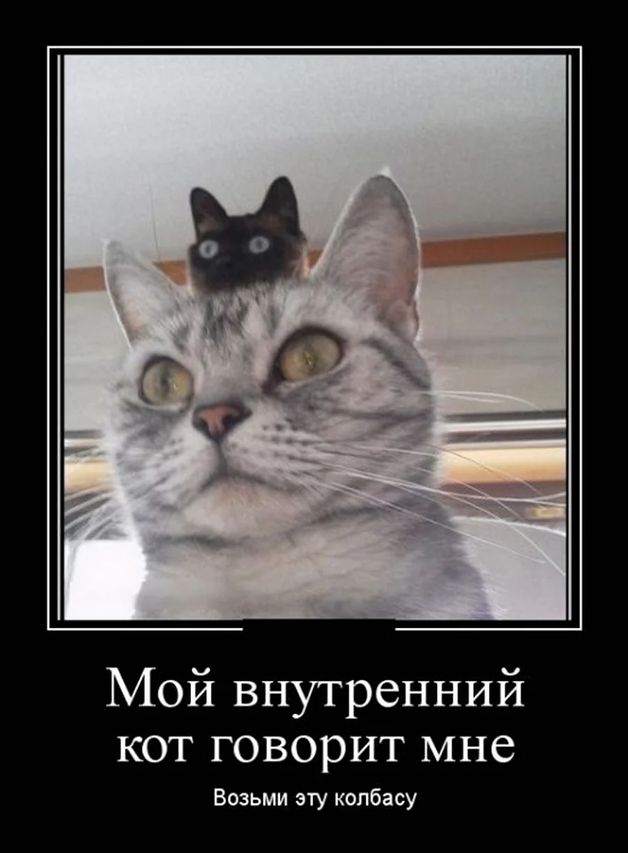 Коты демотиваторы