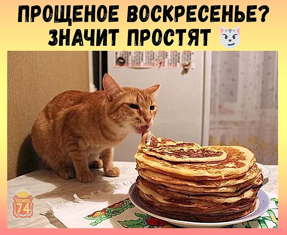 Коты и блины