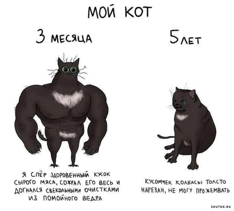 Коты мемы