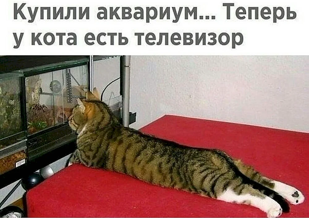 Коты приколы с подписями