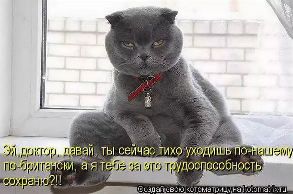 Коты с надписями