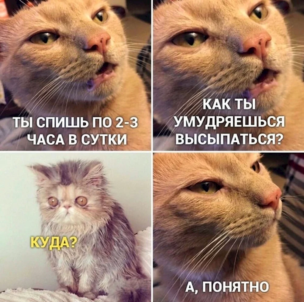 Куда высыпаюсь кот