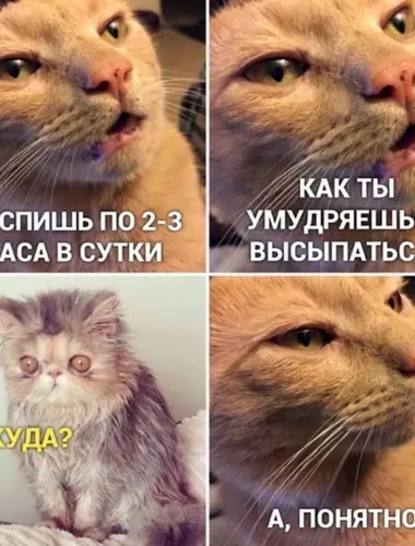 Куда высыпаюсь кот