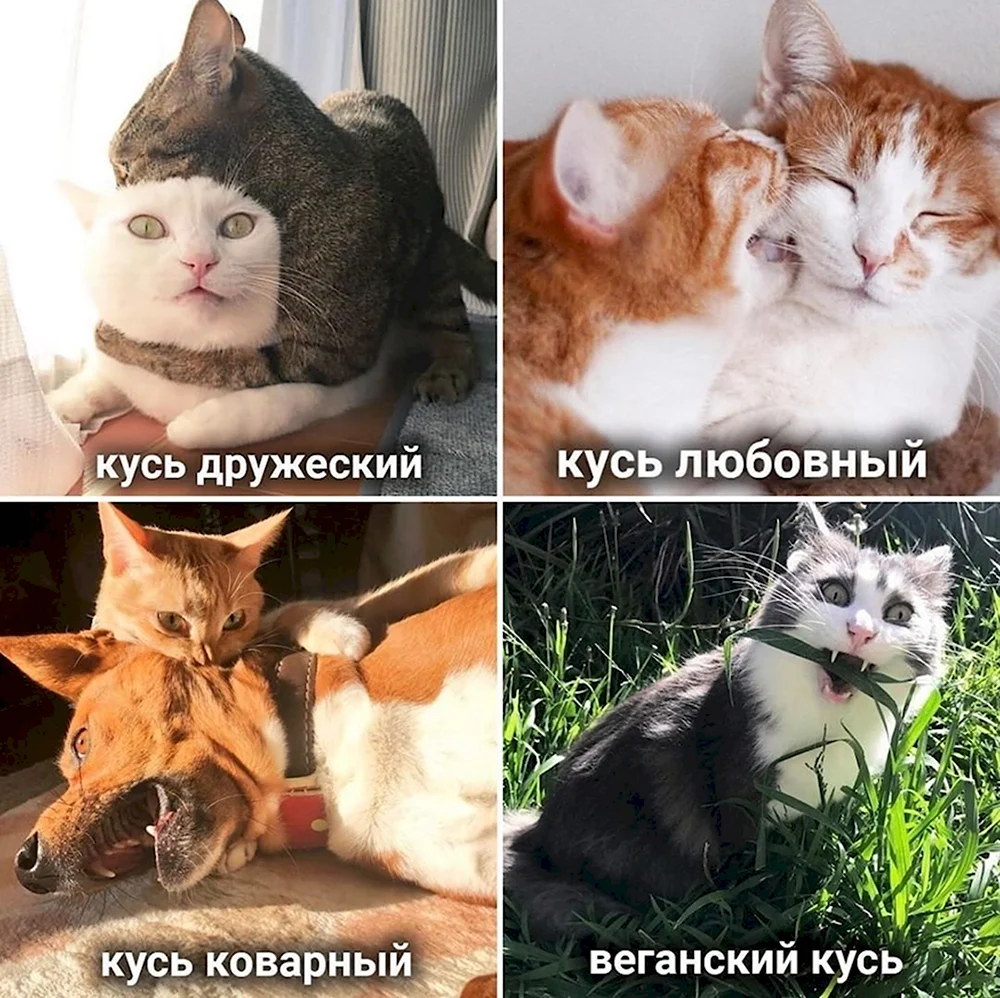 Кусь