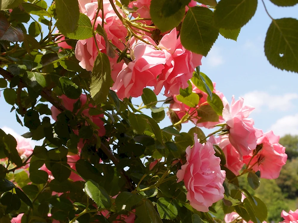 Куст розовые цветы