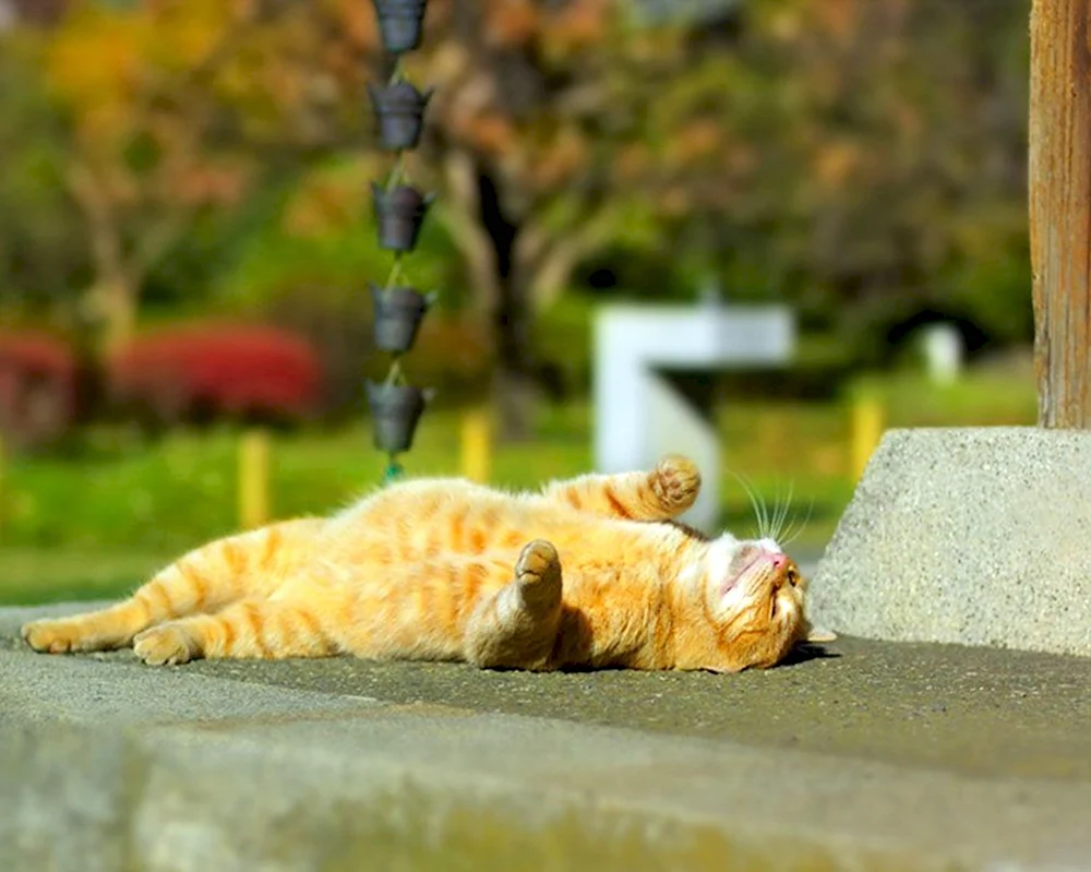 Доброе утро жара картинки. Коту жарко. Котик греется на солнце. Кот на солнышке. Жаркое лето.