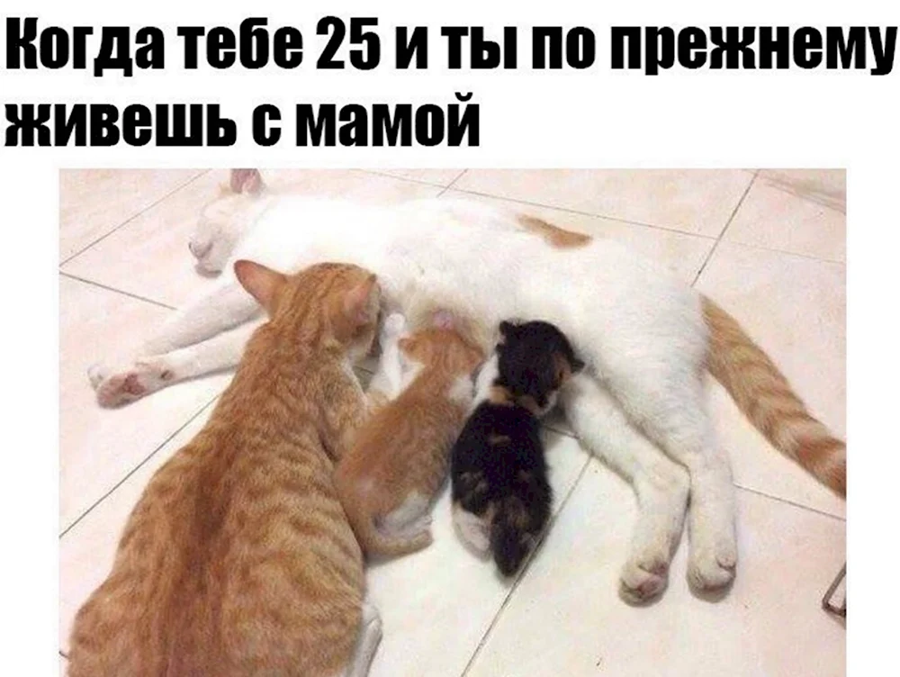 Мамы с котиками надписями