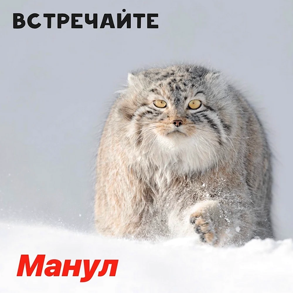 Манул Мем