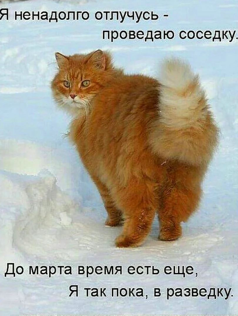 Мартовский кот