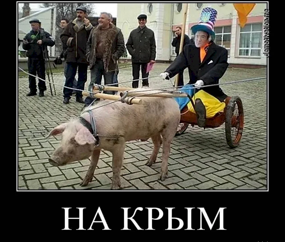 Мемы про украинску. Свинью