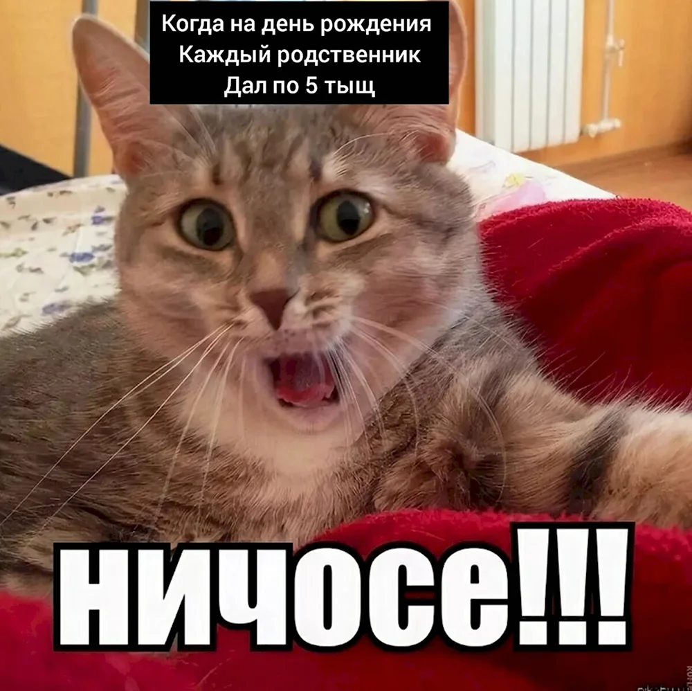 Мемы с котами