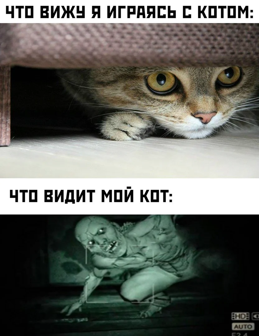 Мемы с котами