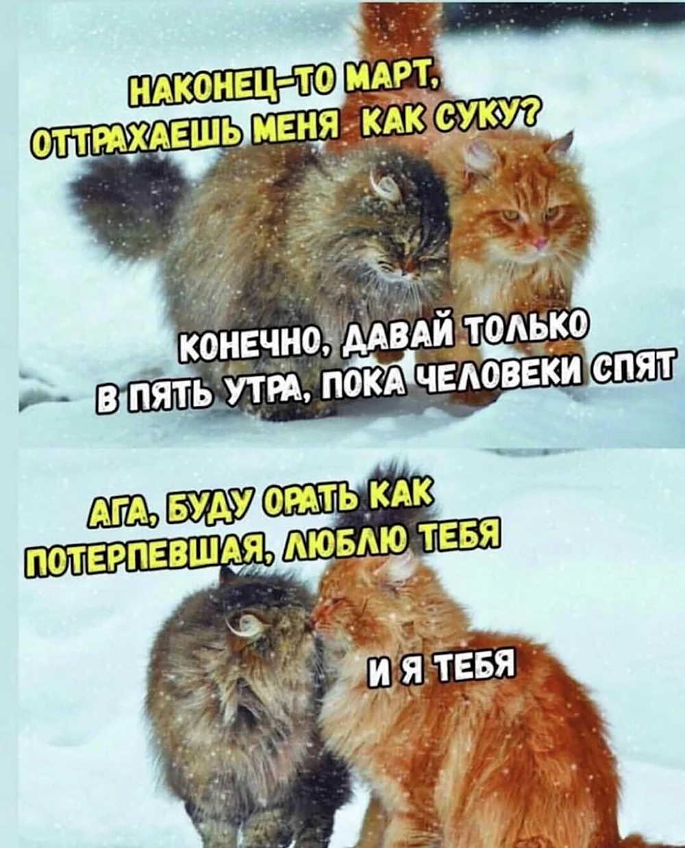 Мемы с котами и надписями